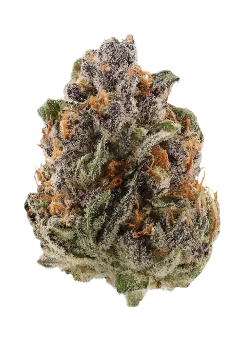 Purple Monkey Balls