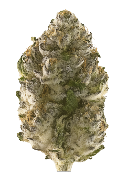 Bosscotti