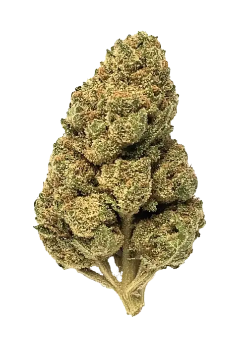 Lion OG