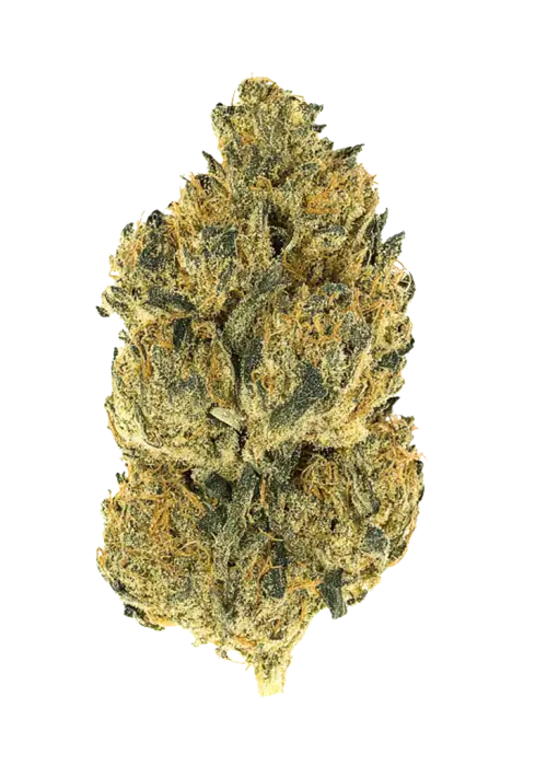 Crazy Glue