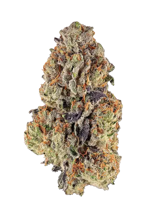 Purple Glue