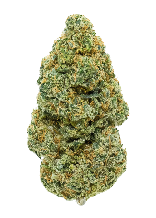 Bay 11