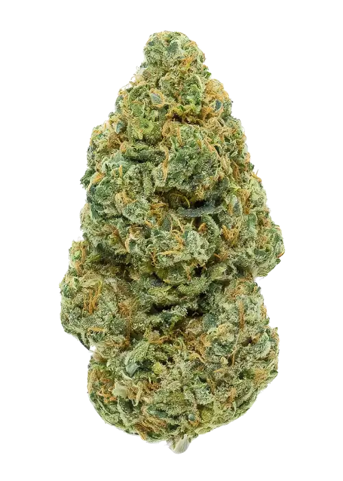 Bay 11