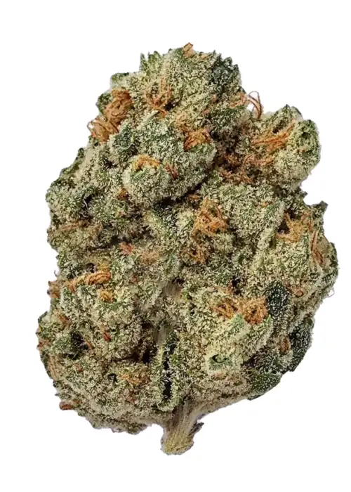 Afghan Kush Cannabis Strain Harvests GrowDiaries