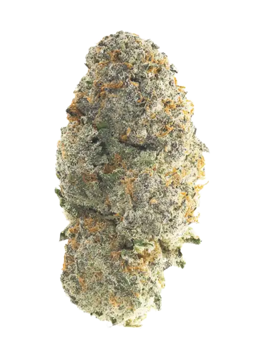 Kashmir Kush