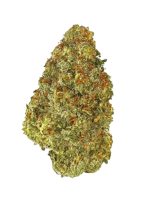 Jack Herer
