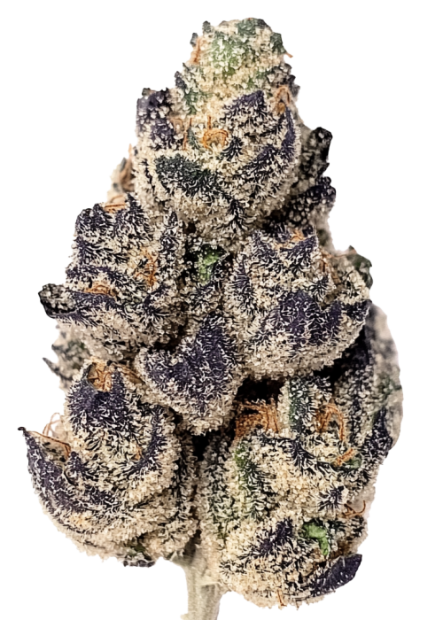 Purple Starburst