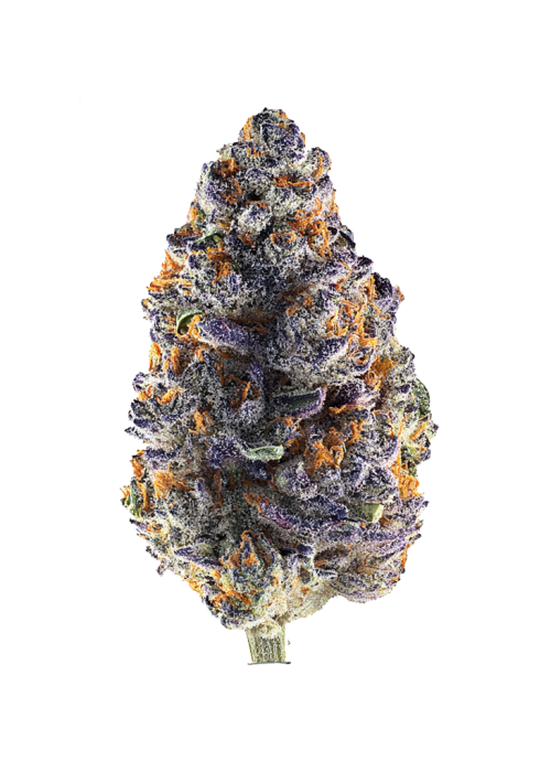 Purple Starburst