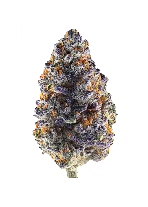 Purple Starburst