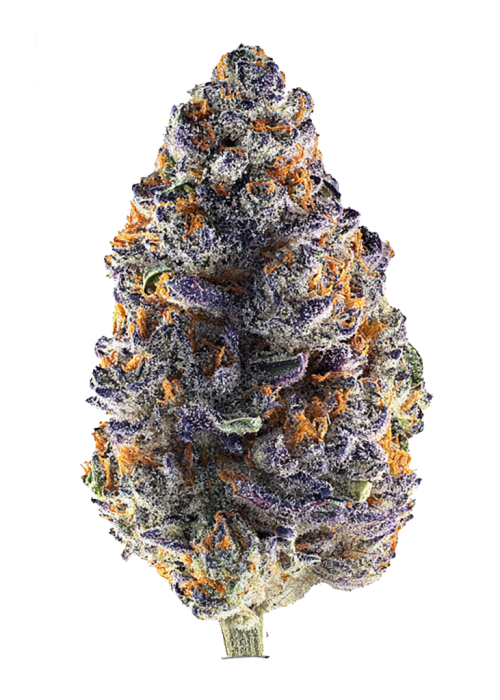 Purple Starburst