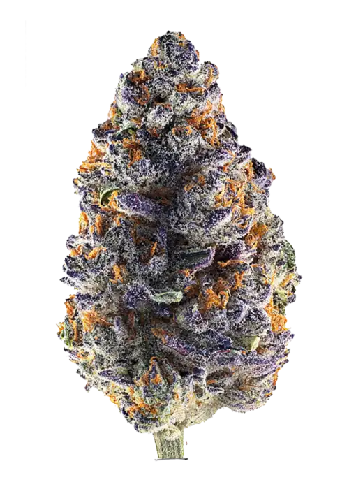 Purple Starburst