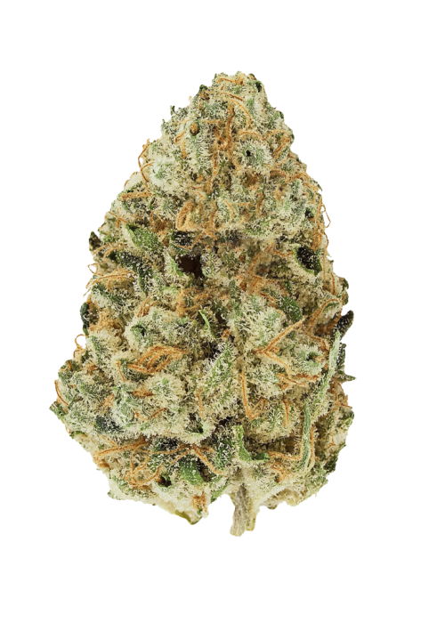 Golden Goat