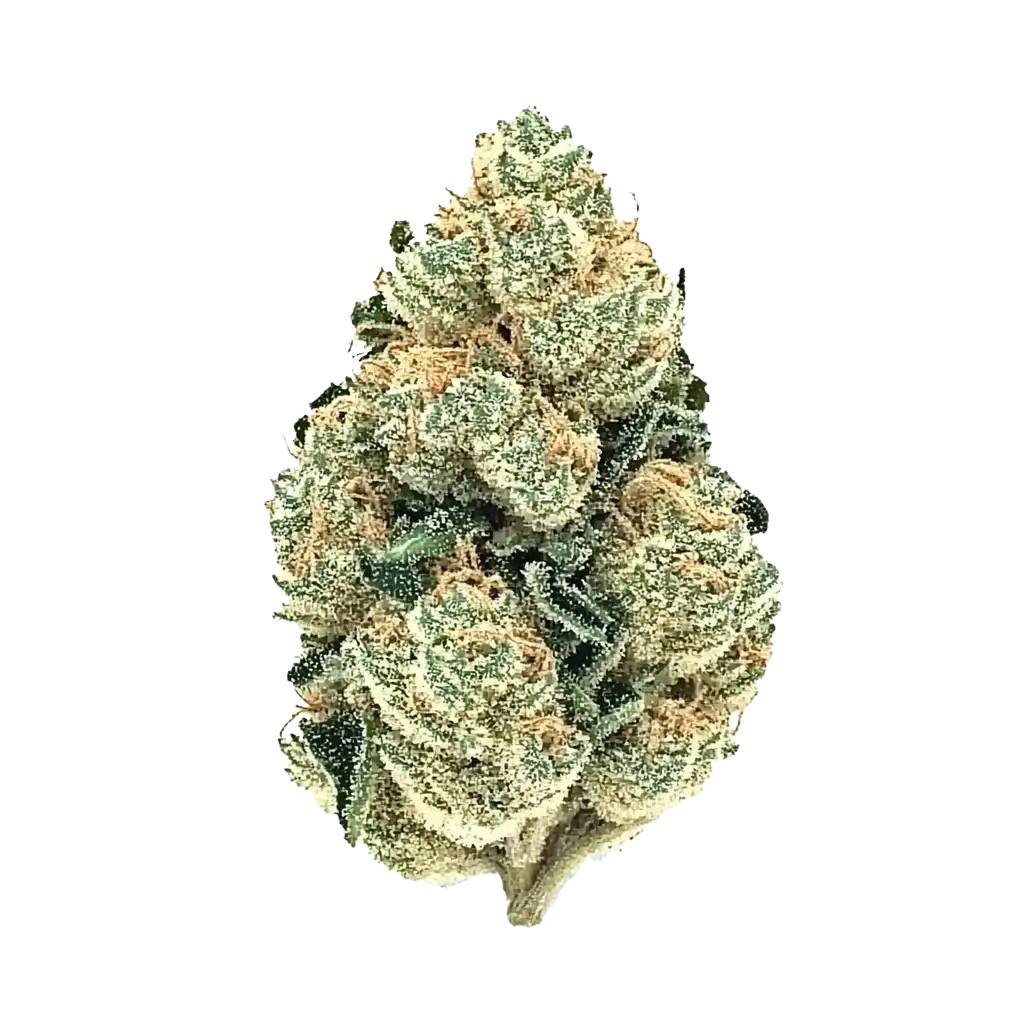 7226-sweet-skunk.webp
