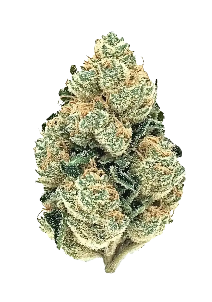 7226-sweet-skunk_1000.webp
