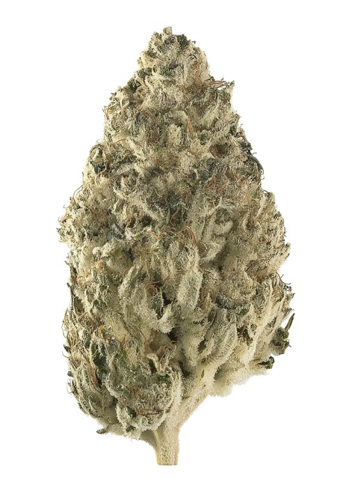 Head Cheese