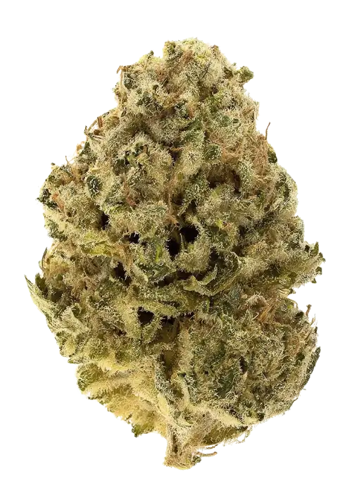 White Super Skunk