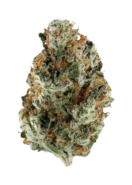 Stargazer