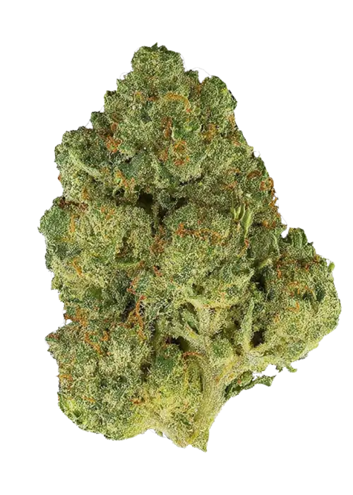 Mango Sunrise