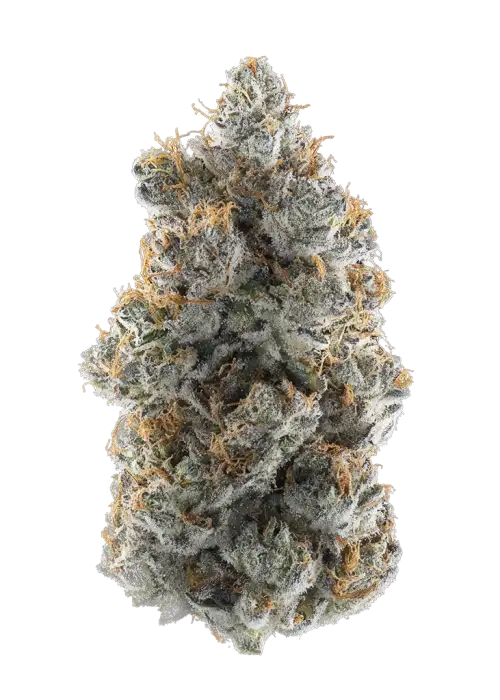 Buddha Tahoe
