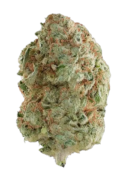 Snozzberry
