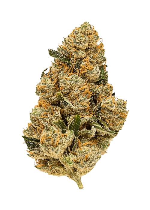 Purple Rhino