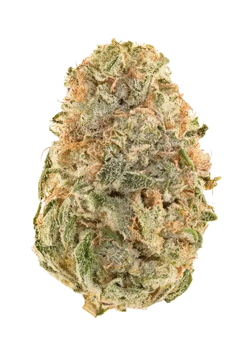 Raspberry Gelato