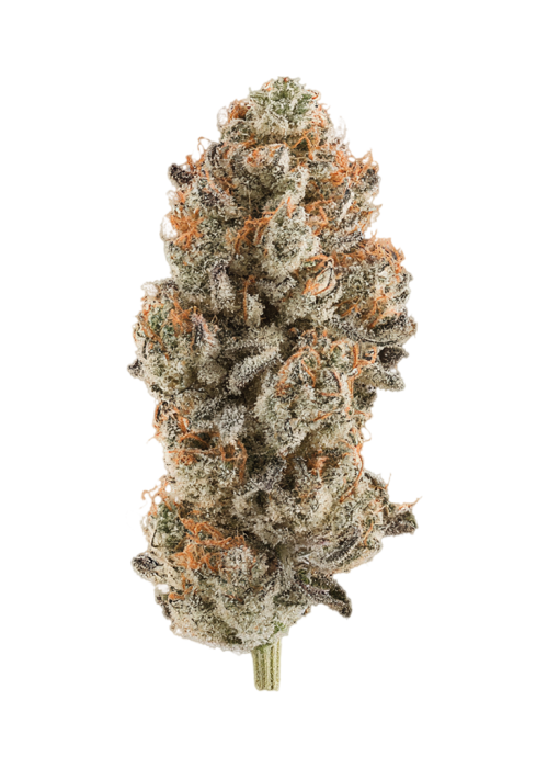 Iced Widow