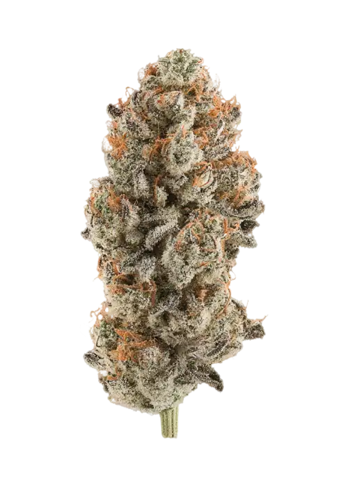 Iced Widow
