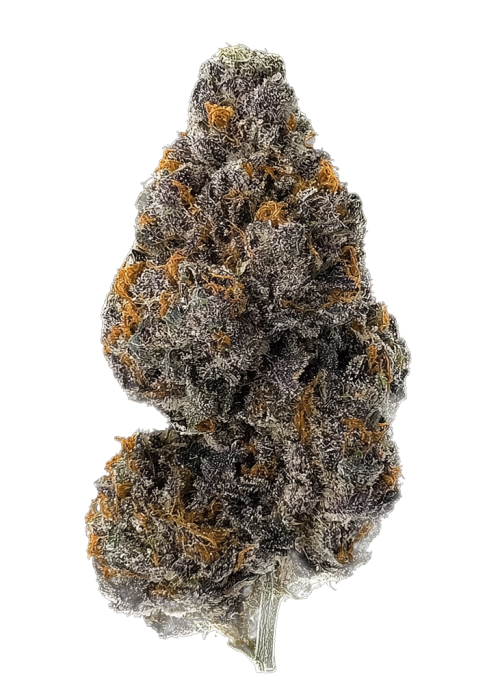 Purple Champagne