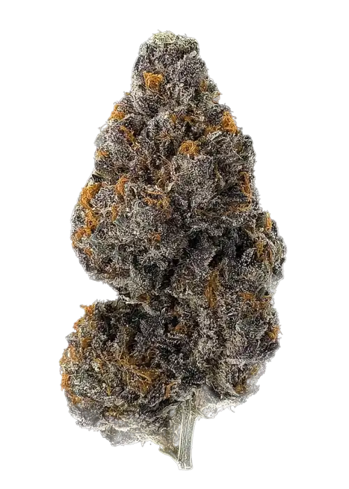 Purple Champagne