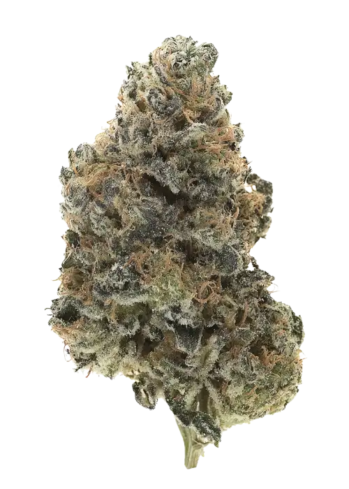 Fruit Rollupz Auto