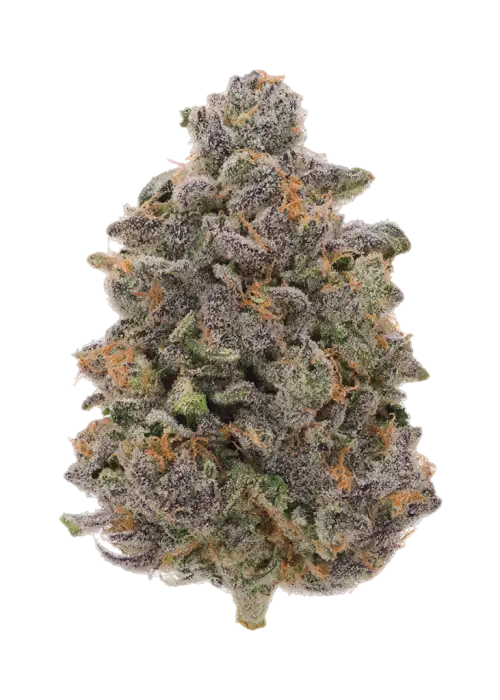Animal Gas