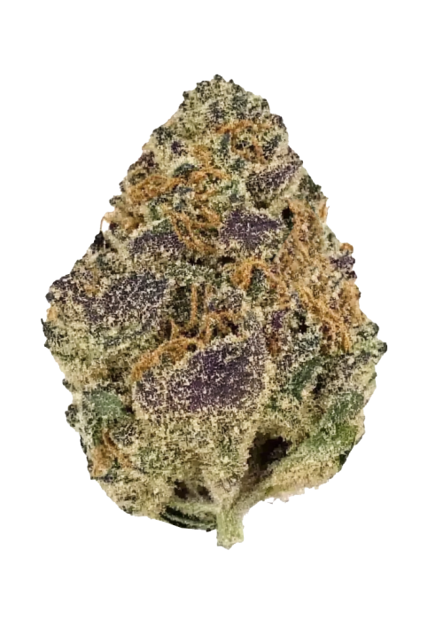 White Cherry Gelato