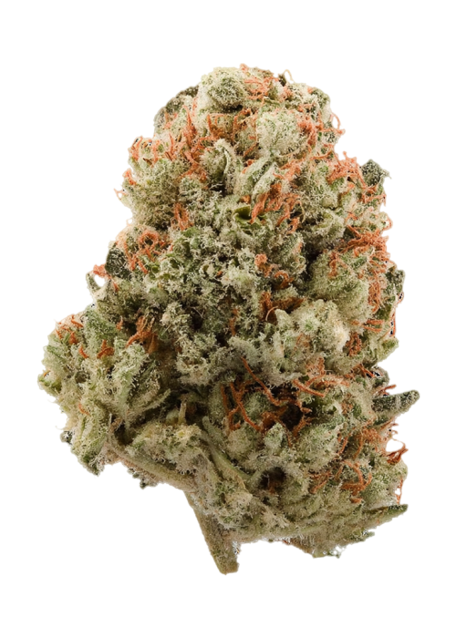 Orangutang