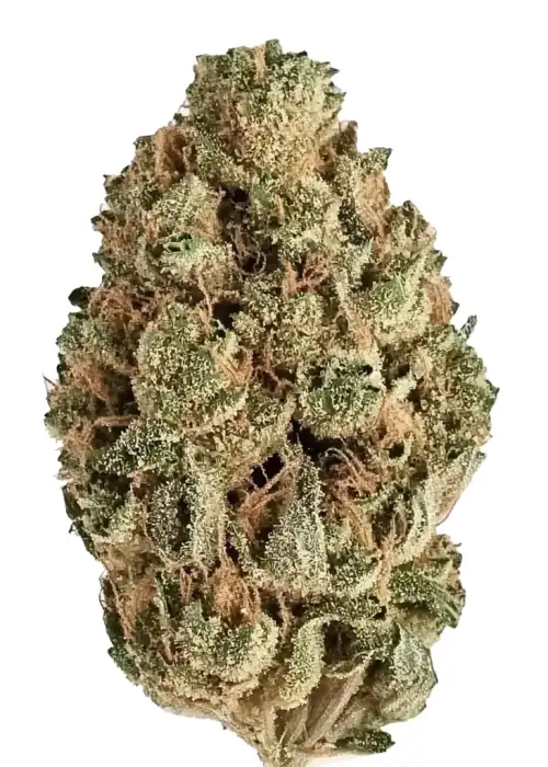 Super Sour Diesel Cannabis Strain Information GrowDiaries