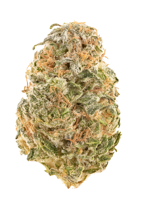 Captain Kush