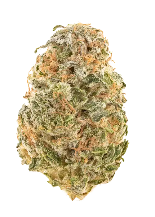 Captain Kush
