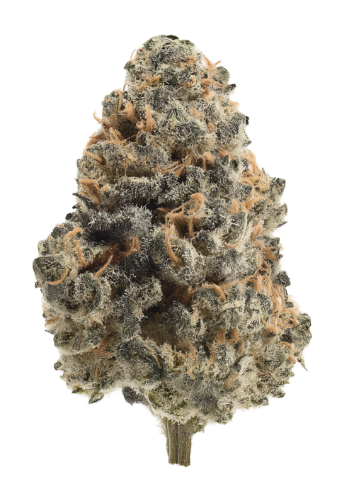 Lambo OG