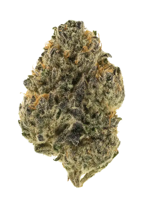 Abusive OG