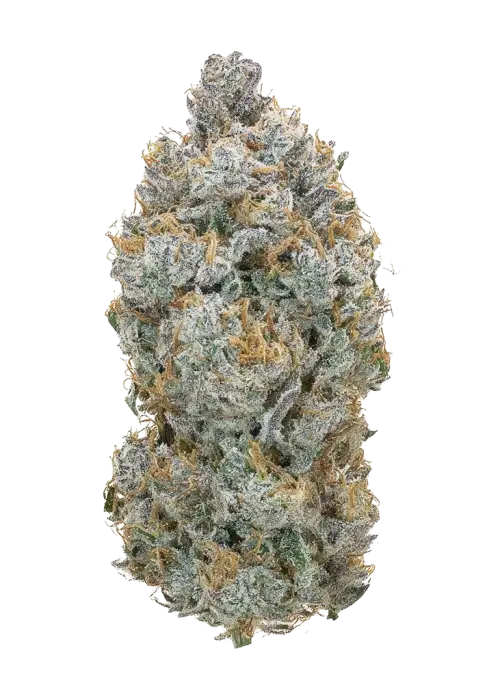 Glass Slipper