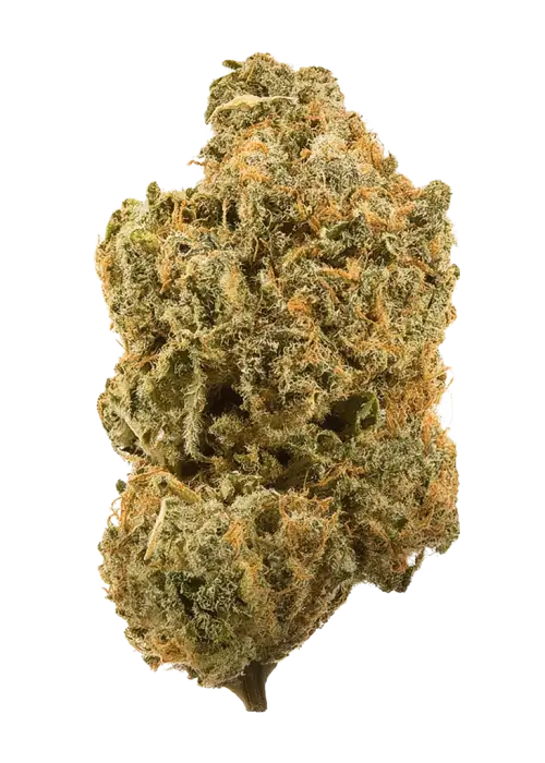 805 Glue
