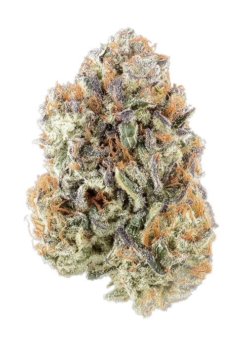 Apricot Stomper