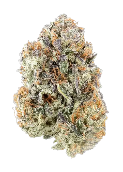 Apricot Stomper