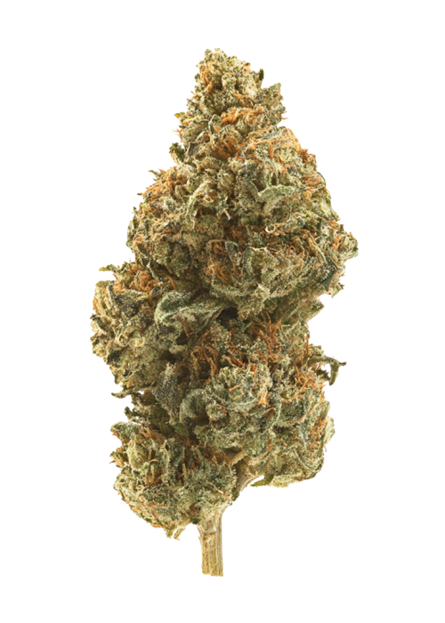 Lemon Cane