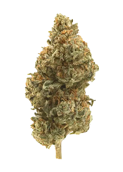 Lemon Cane