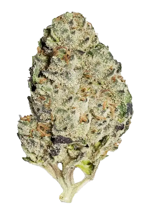 Tropicana Banana