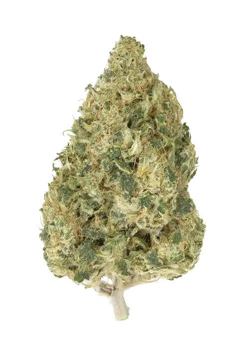 Lemon Margy
