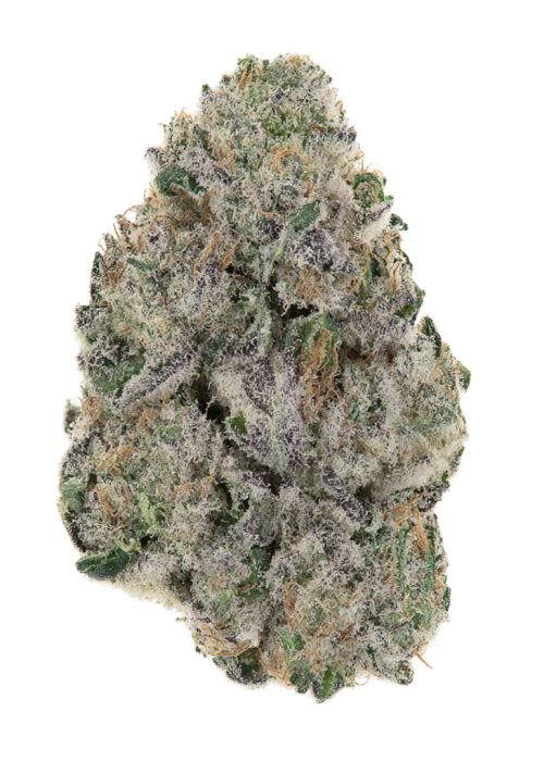 Jungle Breath