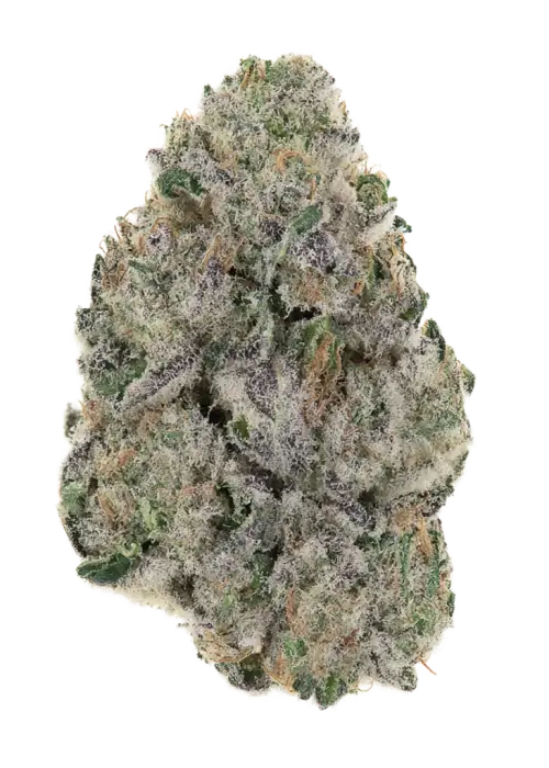 Jungle Breath
