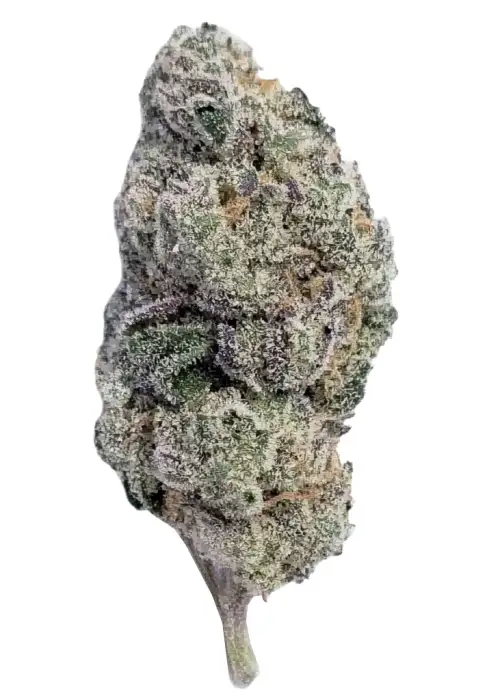 White Gummy
